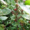 aphid-eating invasion